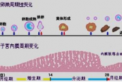 超声检测排卵中的子宫内膜指标